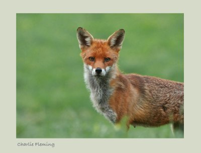 Red fox (Vulpes vulpes)