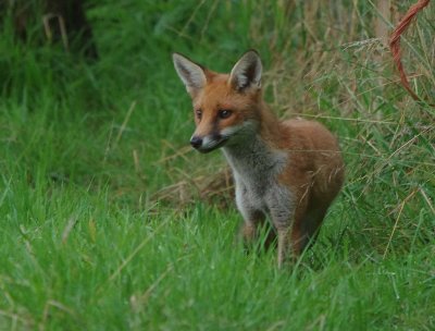 Red fox (Vulpes vulpes)