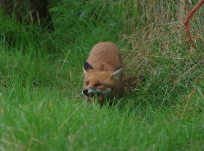 Red fox (Vulpes vulpes)