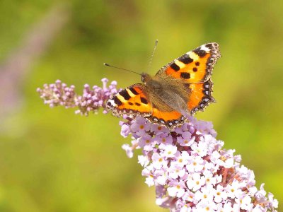 Small Tortoiseshell