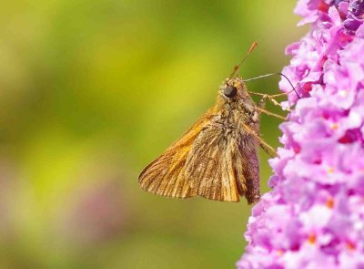 Large Skipper