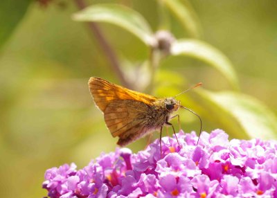 Large Skipper