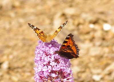 Painted Lady with a Red Admiral