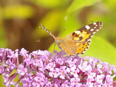 Painted Lady