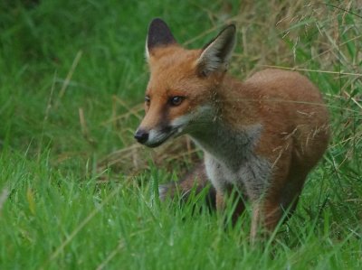 Red fox (Vulpes vulpes)