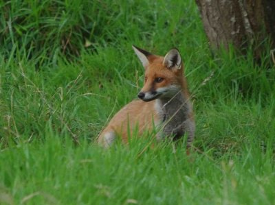 Red fox (Vulpes vulpes)