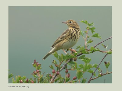 Tree Pipit