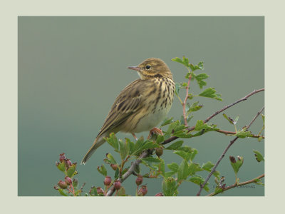 Tree Pipit