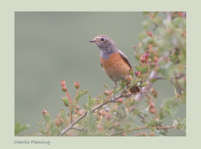 Redstart