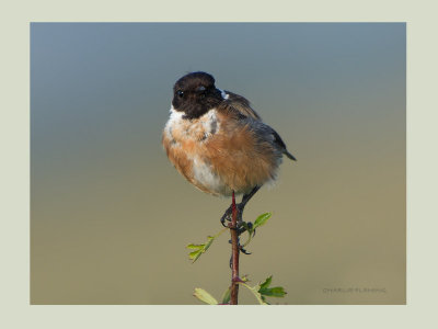 Stonechat