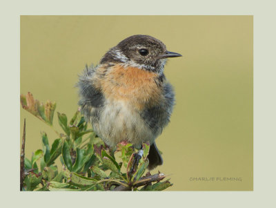 Stonechat