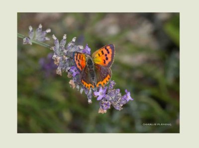 Small Copper