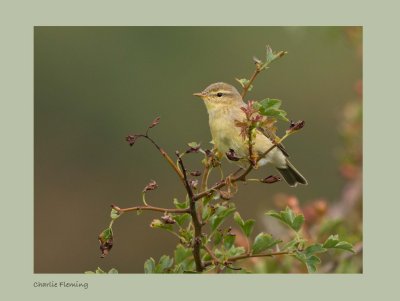 Willow Warbler