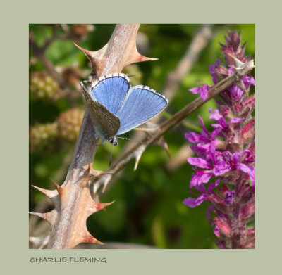 Adonis Blue (Polyommatus bellargus) 