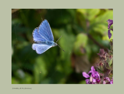 Adonis Blue (Polyommatus bellargus) 