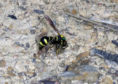 Video of Heath Potter Wasp.