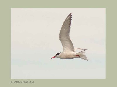 Common Tern