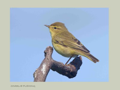 Willow Warbler