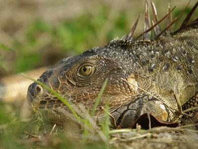 Common iguana (Iguana iguana)