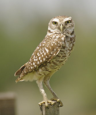 Florida Burrowing Owl - Athene cunicularia floridana 