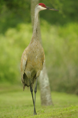Sandhill Crane -Grus canadensis