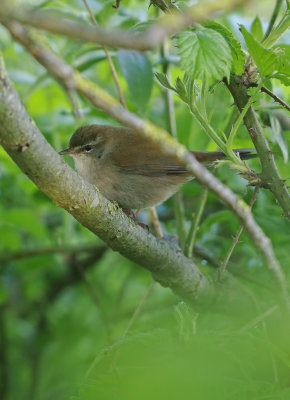 Cettis Warbler