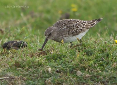 Curlew Sandpiper - Calidris ferruginea