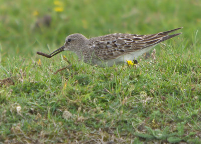 Curlew Sandpiper - Calidris ferruginea