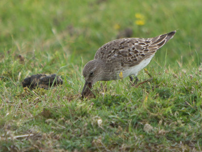 Curlew Sandpiper - Calidris ferruginea