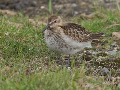 Dunlin (Calidris alpina)