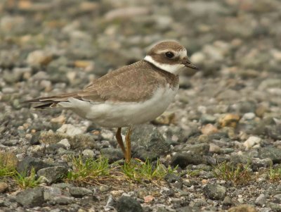 Ringed Plover