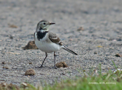White Wagtail