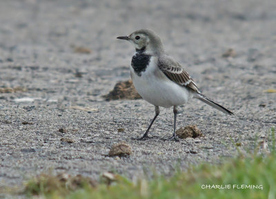 White Wagtail
