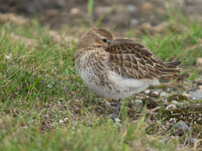 Dunlin - Calidris alpina