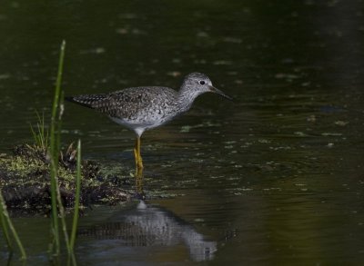 Lesser Yellowlegs (Tringa flavipes) 