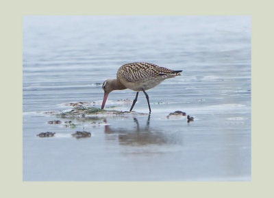 Bar-tailed Godwit - Limosa lapponica 