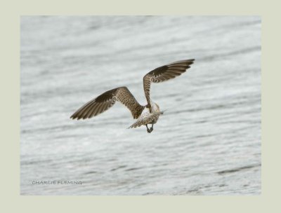 Bar-tailed Godwit (Limosa lapponica) 