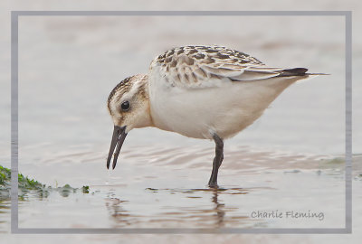 Sanderling