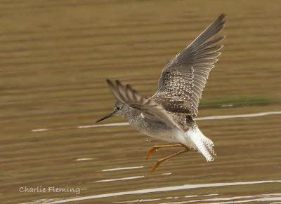 Lesser Yellowlegs (Tringa flavipes)