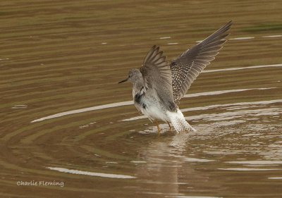 Lesser Yellowlegs (Tringa flavipes)