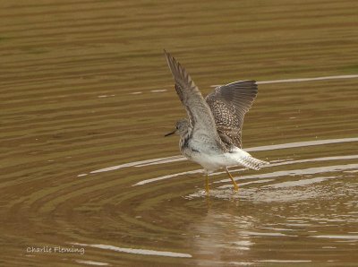 Lesser Yellowlegs (Tringa flavipes)