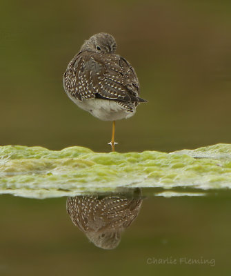 Lesser Yellowlegs (Tringa flavipes)