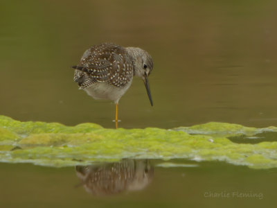 Lesser Yellowlegs (Tringa flavipes)