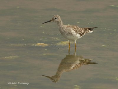 Lesser Yellowlegs (Tringa flavipes)