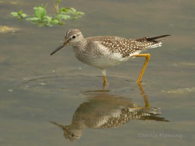 Lesser Yellowlegs (Tringa flavipes)