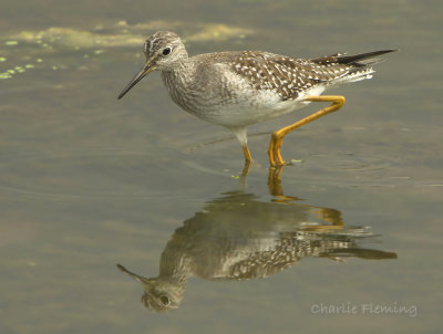 Lesser Yellowlegs (Tringa flavipes)
