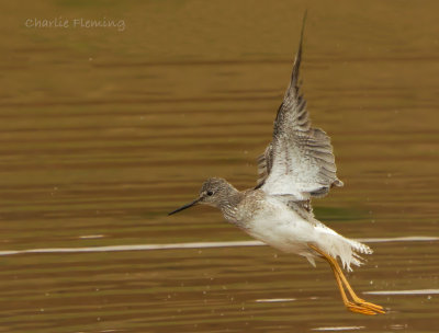 Lesser Yellowlegs (Tringa flavipes)