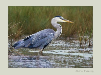 Ardea cinerea