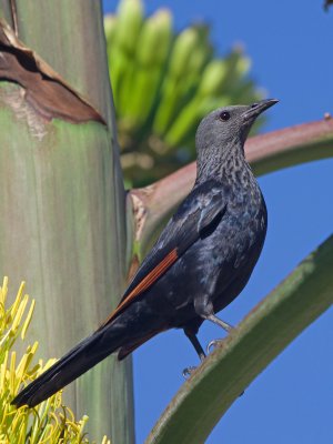 Red-winged Starling (Onychognathus morio) 