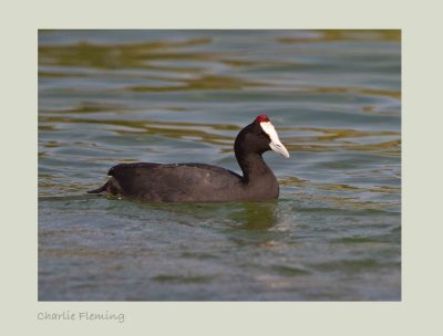  Red-knobbed Coot -  (Fulica cristata)